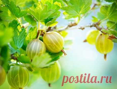 Чем подкормить смородину и крыжовник осенью