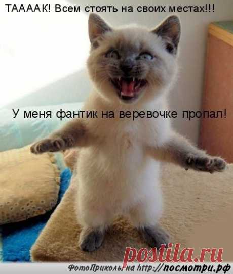 КОТовасия - Коты и кошки