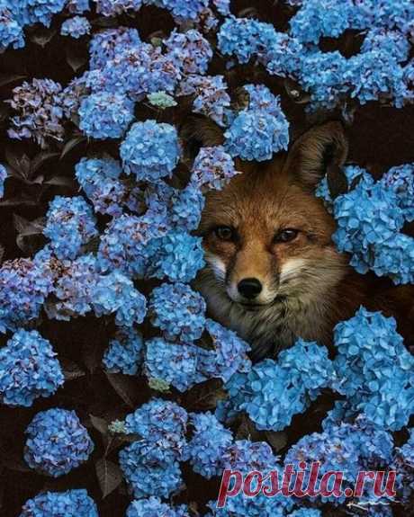 Спокойной ночи, милые друзья! 🐾🌙☁