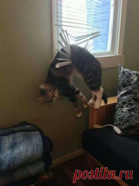 Наши усатые братья меньшие