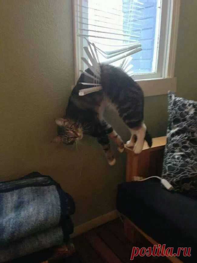 Наши усатые братья меньшие