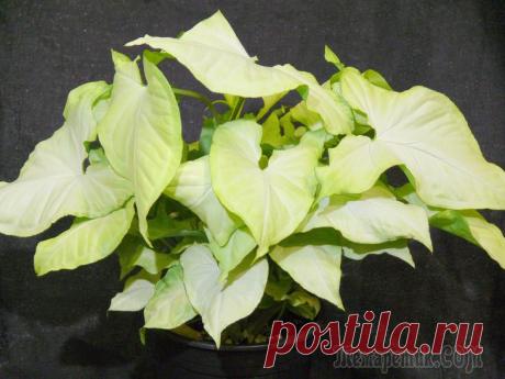 Сингониум — великолепный цветок со своими особенностями!