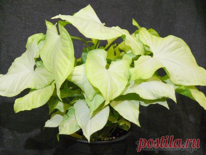 Сингониум — великолепный цветок со своими особенностями!