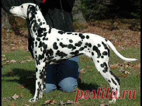 Грациозный Долматин!, ч.2. Graceful Dalmatian!, р.2.  Amigurumi. Crochet.  Амигуруми.