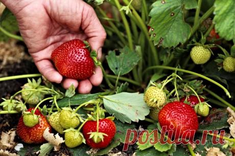 Как правильно ухаживать за клубникой после сбора урожая, чтобы она хорошо родила в следующем году