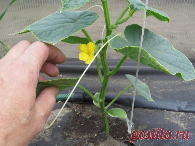 Прищипывание огурцов: как повысить урожайность и не навредить | Дневник дачника | Дзен