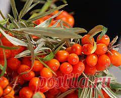 Облепиха при лечении воспалении легких(пневмония) | Самые популярные и самые вкусные рецепты с видео