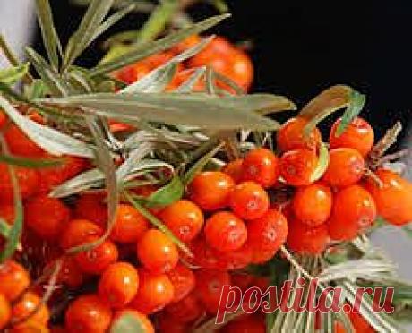 Облепиха при лечении воспалении легких(пневмония) | Самые популярные и самые вкусные рецепты с видео