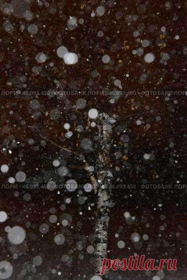 Дерево в снегопад зимней ночью Стоковое фото, фотограф Ilaronsia / Фотобанк Лори