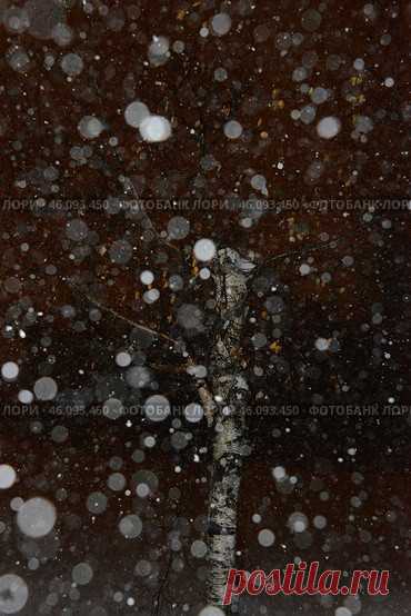 Дерево в снегопад зимней ночью Стоковое фото, фотограф Ilaronsia / Фотобанк Лори