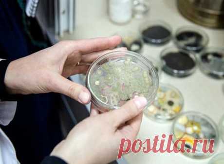 Правда ли, что плесень опасна и приводит к онкологии? | Plesneveet.ru | Яндекс Дзен