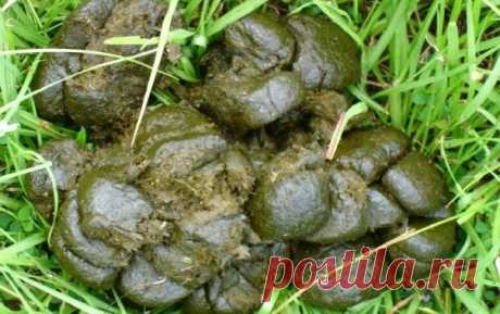 НАСТОЙ ИЗ КОНСКОГО НАВОЗА / Популярная медицина