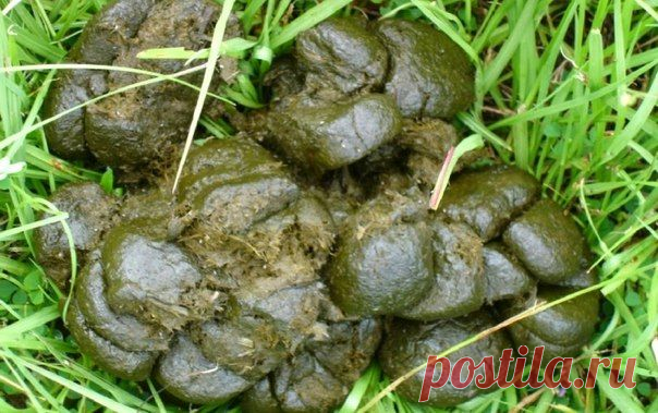 НАСТОЙ ИЗ КОНСКОГО НАВОЗА / Популярная медицина