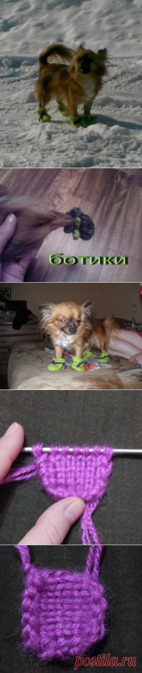 Носочки для маленьких собак. : Вязание