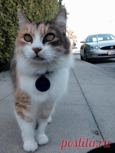 Попробуйте посмотреть этот пост и ни разу не улыбнуться