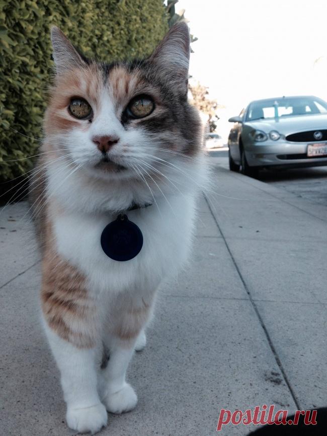 Попробуйте посмотреть этот пост и ни разу не улыбнуться