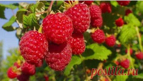 Малина ведрами: секреты получения богатого урожая