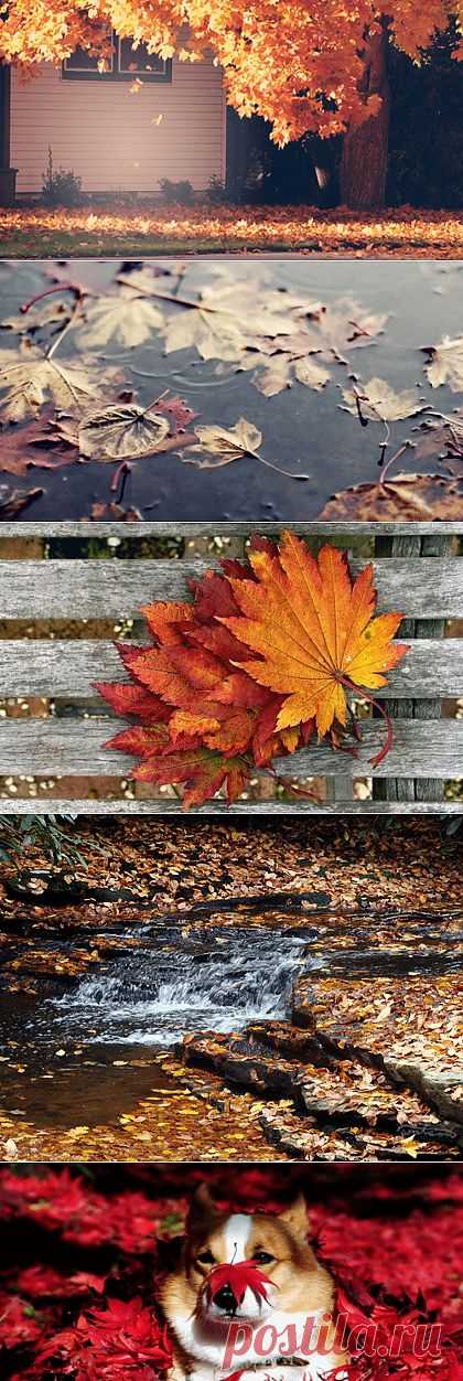 17 причин радоваться приходу осени : НОВОСТИ В ФОТОГРАФИЯХ