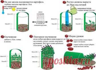 ВЫРАЩИВАНИЕ КАРТОФЕЛЯ В МЕШКАХ