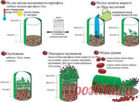 ВЫРАЩИВАНИЕ КАРТОФЕЛЯ В МЕШКАХ