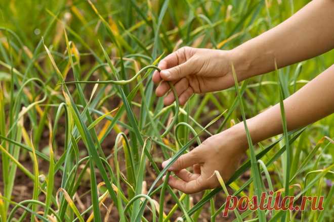 Мой чеснок больше никогда не желтеет — и ваш не будет. Делюсь секретами грамотного выращивания | О Фазенде. Загородная жизнь | Яндекс Дзен