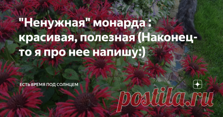 "Ненужная" монарда : красивая, полезная (Наконец-то я про нее напишу:) Напишу про монарду и получу маленькое удовольствие:)) Её больше знают под названием "бергамот", производители добавляют сушеные цветы и листья этого растения при производстве чая.
У меня много цветов, но есть многолетние "любимчики".