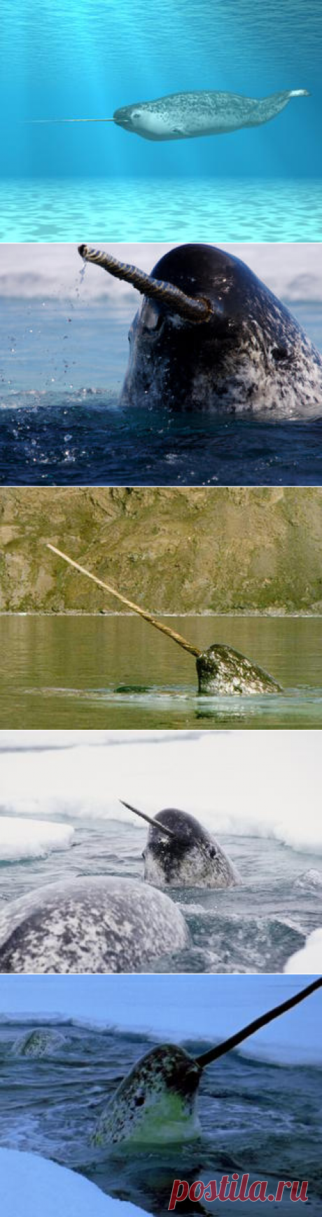 Смотреть изображения нарвалов | Зооляндия