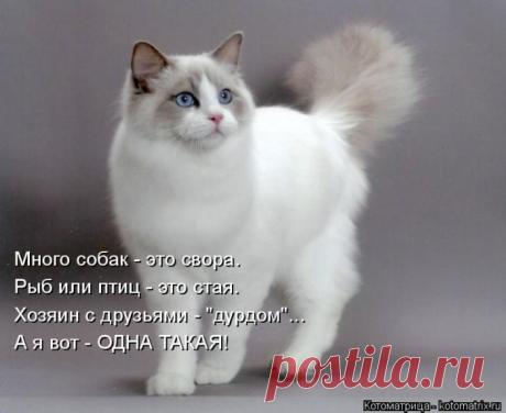 ОДНА ТАКАЯ...