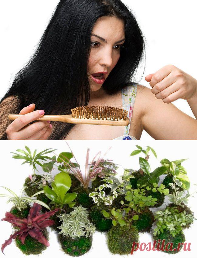 Техника Кокедама для пересадки комнатных растений | Чечевица - сайт о Вашем здоровье