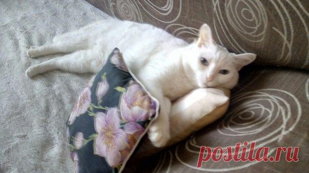 Это наш Пушок, Пуня, Зибочка...