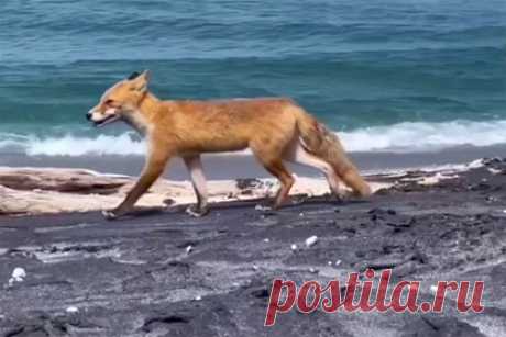Вальяжно гуляющую по берегу моря лису сняли на видео на Курилах. Туристы сняли на видео лисицу, гулявшую по берегу Охотского моря на курильском острове Итуруп. На кадрах видно, как хищница вальяжно идет по «магнитному» пляжу с титано-магнетитовым вулканическим песком и буквально позирует на камеру путешественников. Ранее в Северо-Курильске заметили, как лиса приготовила бургер.