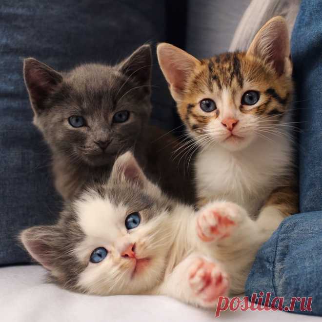 Как я им в глаза буду смотреть - OGADANIE.RU