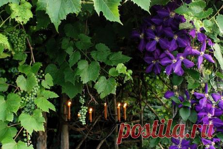 РАСТЕНИЯ ДЛЯ ВЕРТИКАЛЬНОГО ОЗЕЛЕНЕНИЯ | Самоцветик