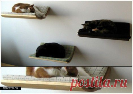 Подвесная полка для ловких кошек и оригинальных хозяев | Идеи вашего дома | Архитектура и интерьер