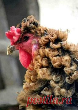 Nature & Animals 🌴 on Twitter: "can't stop thinking about chickens with curly feathers https://t.co/egs6i04y27" / Twitter