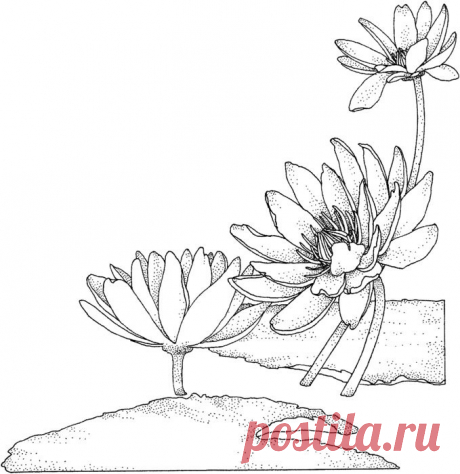 (1) Gallery.ru / Фото #1 - ОТРИСОВКИ: ЦВЕТЫ - Vladikana