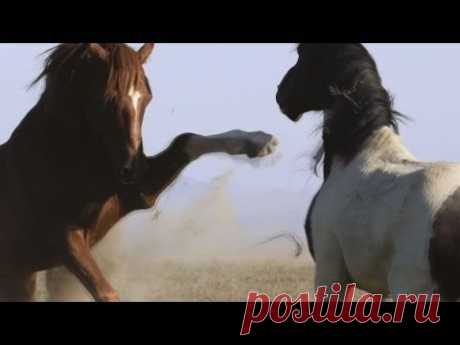 Кони (Horses) - величественная красота,грация и мощь - YouTube