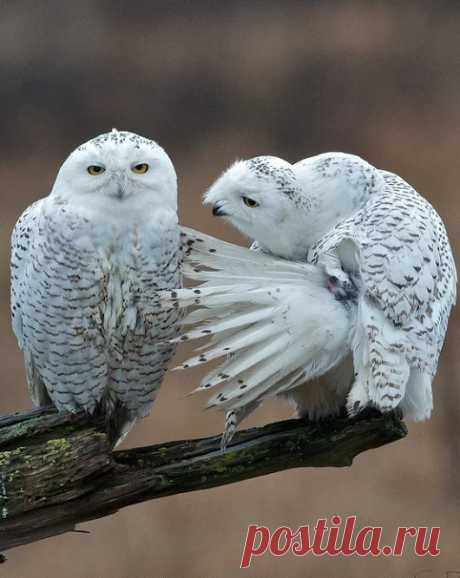 Совушки/Owls – Google+