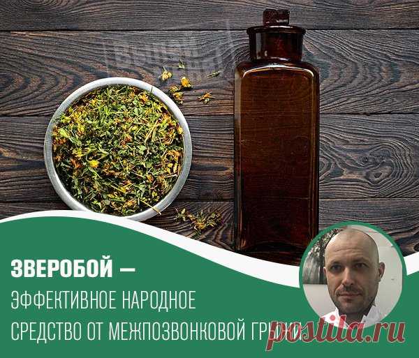 ЗВЕРОБОЙ — ЭФФЕКТИВНОЕ НАРОДНОЕ СРЕДСТВО при межпозвонковой грыже
[лучшие практики прошедших вебинаров]

Зверобой издревле использовался и как средство для лечения разных заболеваний, и как магическая трава. В своём ремесле её использовали не только знахарки и врачеватели, но также чернокнижники и колдуны.

Но нам он интересен, прежде всего, как эффективное средство от болезней.

Эффективность этого растения обусловлена высокой концентрацией эфирных масел, бета-ситостерина...