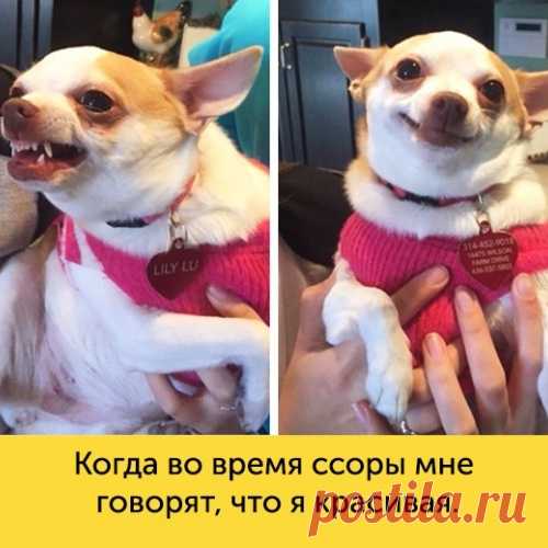 15 собак, мимике которых можно позавидовать