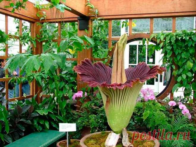 Комнатное растение Аморфофаллюс (Amorphophallus). Многолетняя клубневая трава с выраженным периодом покоя. Название намекает на любопытную форму соцветий этих удивительных растений. Соцветие издает запах тухлого мяса и появляется раньше единственного листа прямо из подземного клубня. Сушеные клубни используются в восточной кулинарии.