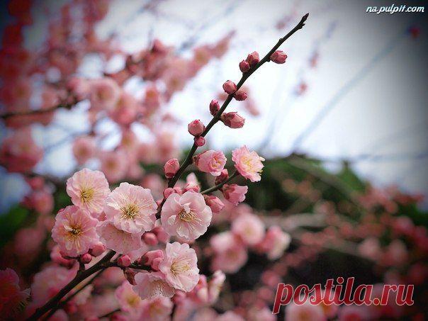 Я попросил дерево: расскажи мне о Боге.
И оно зацвело.

Рабиндранат Тагор