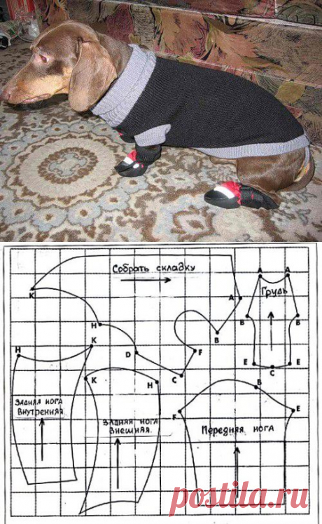 одежда для собак