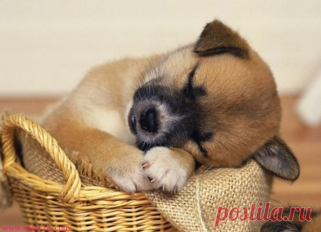 60 чашек, полных умиления