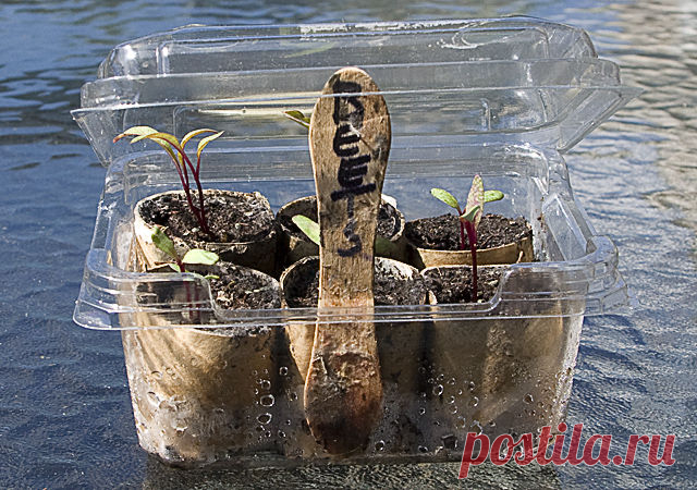 Мини теплица для рассады | Мастер-класс своими руками