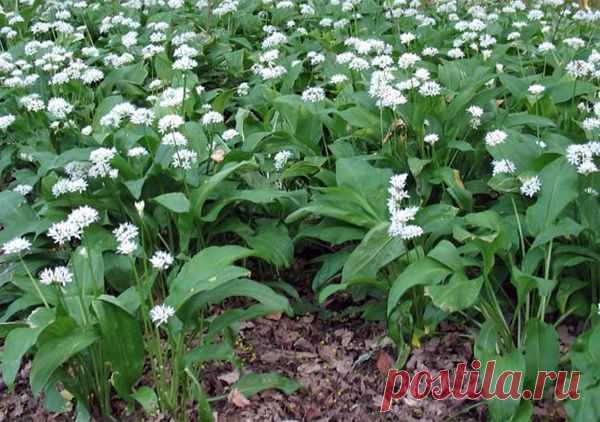 Черемша - полезные свойства и лечебные рецепты