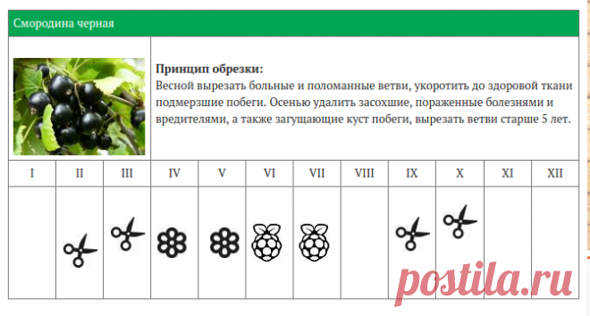 КАЛЕНДАРЬ ОБРЕЗКИ ЯГОДНЫХ КУСТАРНИКОВ