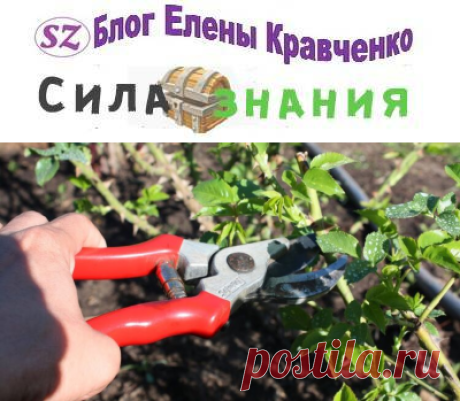 Обрезка роз весной: сроки и правила для начинающих
