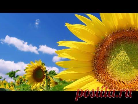 Здравствуй лето золотое❗ 💢 Осуществлю мечту❗ 💢 Стихи Лидии Тагановой