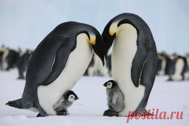 antarctic.jpg (Изображение JPEG, 1024 × 683 пикселов)Антарктида